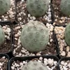 Tephrocactus Geometricus Live Plant – Rare Cactus – 2.5" to 4" Pot - Image 1