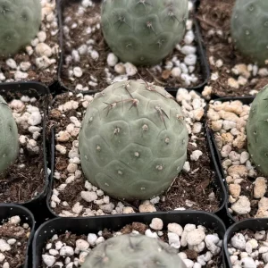 Tephrocactus Geometricus Live Plant – Rare Cactus – 2.5" to 4" Pot - Image 1
