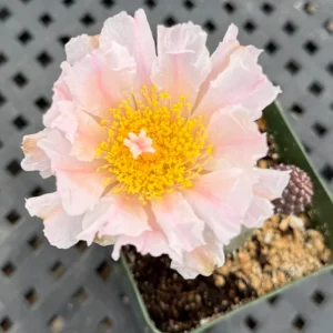 Tephrocactus Geometricus Live Plant – Rare Cactus – 2.5