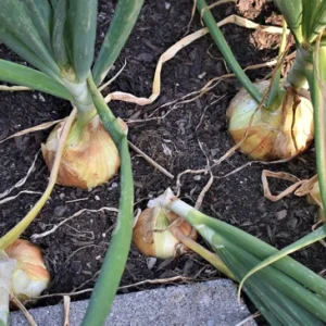 Texas Sweet Onion Sets - Yellow/White Bulbs, Live Plant, Non-GMO, 40-70 Count - Image 2