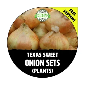 Texas Sweet Onion Sets - Yellow/White Bulbs, Live Plant, Non-GMO, 40-70 Count - Image 1
