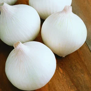 Texas White Onion Sets - Live Heirloom Plant, White Bulbs, 40-70 Plants - Image 2