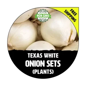 Texas White Onion Sets - Live Heirloom Plant, White Bulbs, 40-70 Plants - Image 1
