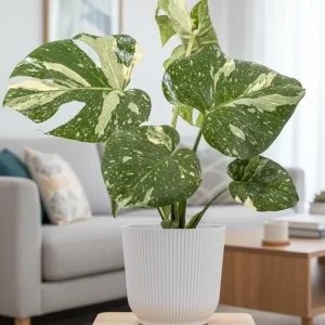 Thai Constellation Monstera Live Plant – Variegated Houseplant – 4-6 Inches Tall - Image 6