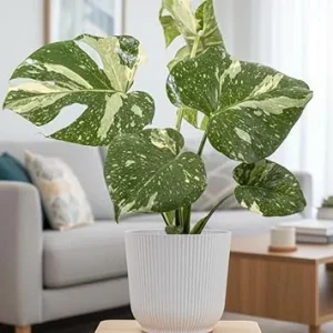Thai Constellation Monstera Live Plant – Variegated Houseplant – 4-6 Inches Tall - Image 7