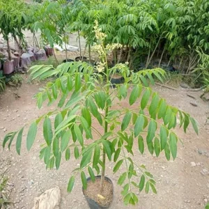 Thai June Plum Tree Live Plant - 3 Gallon Pot, 2-3 Years Old, Tropical Fruit - Image 3