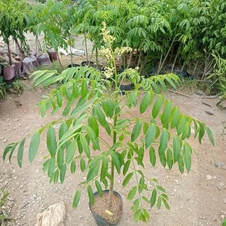 Thai June Plum Tree Live Plant - 3 Gallon Pot, 2-3 Years Old, Tropical Fruit - Image 6