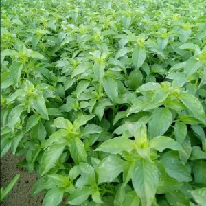 Thai Lemon Basil Seeds - 2000 Seeds for Planting, Aromatic Heirloom Herb - Image 3