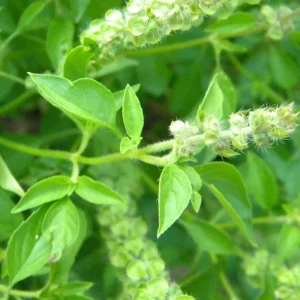 Thai Lemon Basil Seeds - 2000 Seeds for Planting Aromatic Heirloom Herb - Image 6