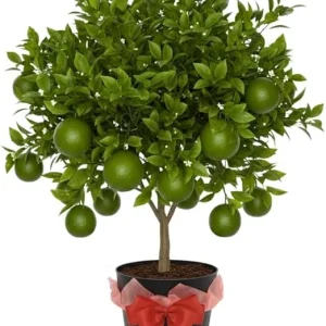 Thai Lime Tree Live Plant - 3 Gallon Pot, Already Bearing Fruit, Cold Hardy - Image 6