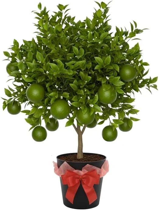 Thai Lime Tree Live Plant - 3 Gallon Pot, Already Bearing Fruit, Cold Hardy - Image 6