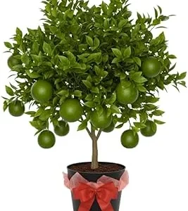 Thai Lime Tree Live Plant - 3 Gallon Pot, Already Bearing Fruit, Cold Hardy - Image 7