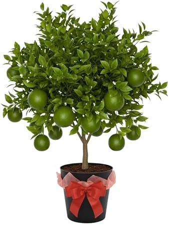 Thai Lime Tree Live Plant - 3 Gallon Pot, Already Bearing Fruit, Cold Hardy - Image 1