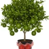 Thai Lime Tree Live Plant – Bearing Fruit – 3 Gallon Pot – Cold Hardy - Image 1