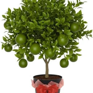 Thai Lime Tree Live Plant – Bearing Fruit – 3 Gallon Pot – Cold Hardy - Image 1
