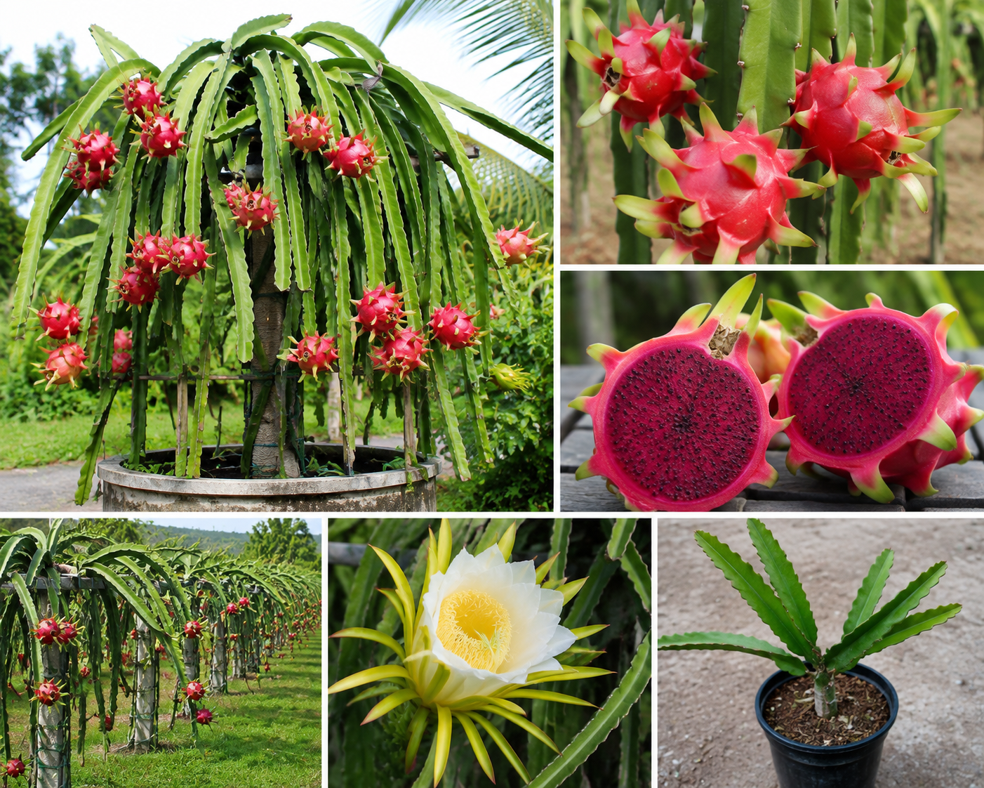 Red Dwarf Pitaya Dragon Fruit Live Plant - 1ft Tall, 1 Gallon Pot, Edible Tropical Fruit Tree