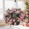 Thanksgiving Christmas Cactus Live Plant – Easy Care Blooming Houseplant – 4" Pot - Image 1