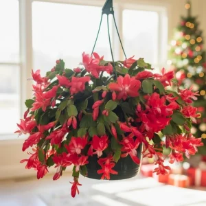 Thanksgiving Christmas Cactus Live Plant – Easy Care Blooming Houseplant – 4