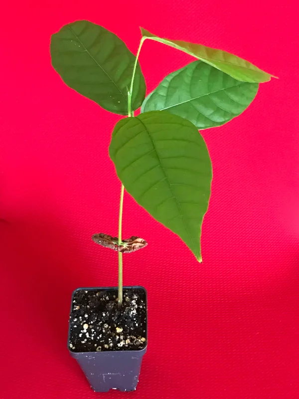 Theobroma Cacao Live Plant – Trinitario Cocoa Tree – 10-13 inch Potted Seedling – Tropical Fruit Tree - Image 2