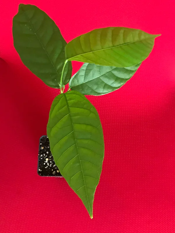 Theobroma Cacao Live Plant – Trinitario Cocoa Tree – 10-13 inch Potted Seedling – Tropical Fruit Tree - Image 3