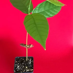 Theobroma Cacao Live Plant – Trinitario Cocoa Tree – 10-13 inch Potted Seedling – Tropical Fruit Tree - Image 4