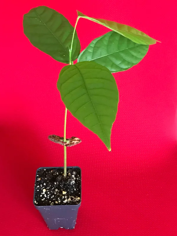 Theobroma Cacao Live Plant – Trinitario Cocoa Tree – 10-13 inch Potted Seedling – Tropical Fruit Tree - Image 4