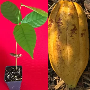 Theobroma Cacao Live Plant – Trinitario Cocoa Tree – 10-13 inch Potted Seedling – Tropical Fruit Tree - Image 1