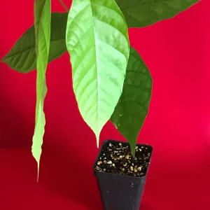 Theobroma Cacao Live Plant - Trinitario Red Pod Cocoa Tree, 8-12 inch Starter - Image 2