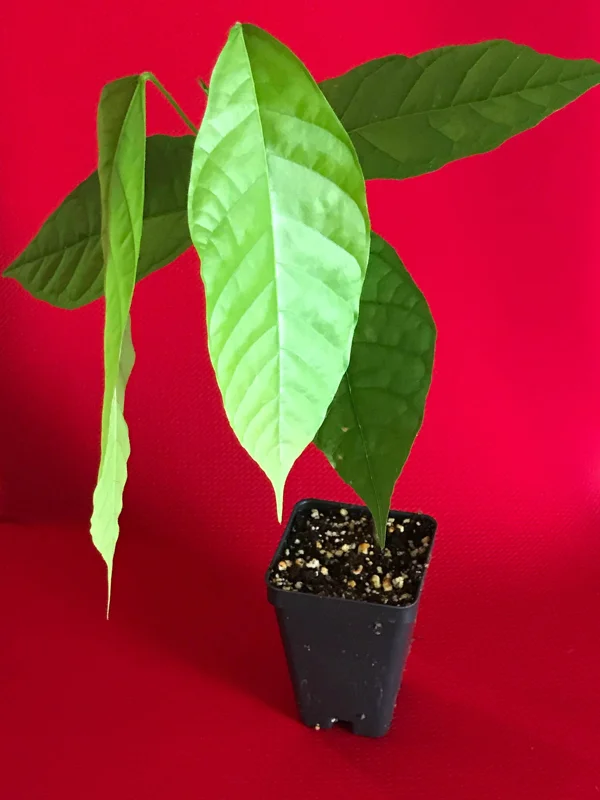 Theobroma Cacao Live Plant - Trinitario Red Pod Cocoa Tree, 8-12 inch Starter - Image 2