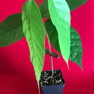 Theobroma Cacao Live Plant - Trinitario Red Pod Cocoa Tree, 8-12 inch Starter - Image 3