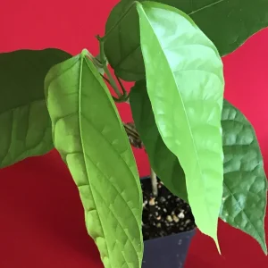 Theobroma Cacao Live Plant - Trinitario Red Pod Cocoa Tree, 8-12 inch Starter - Image 4