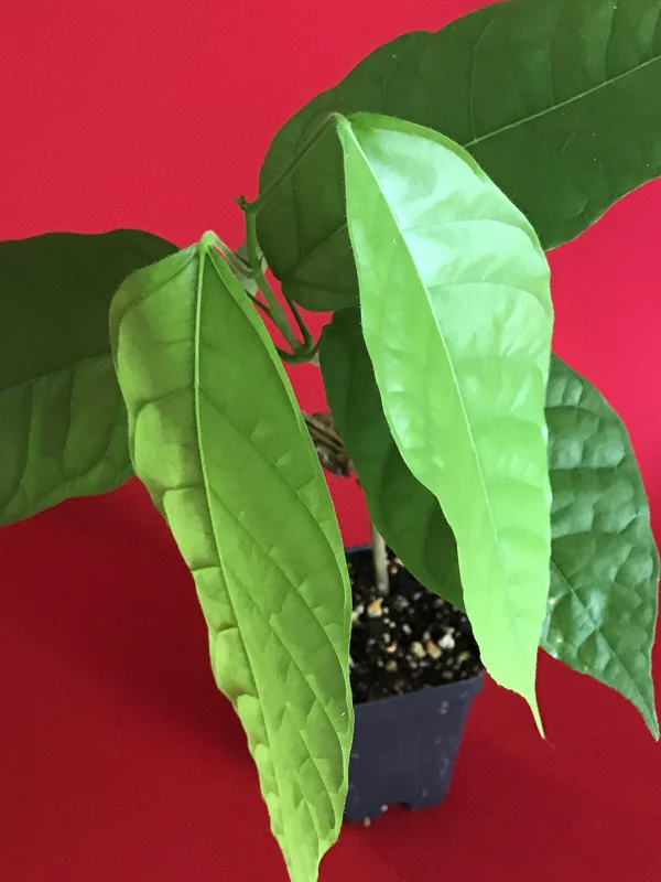 Theobroma Cacao Live Plant - Trinitario Red Pod Cocoa Tree, 8-12 inch Starter - Image 4