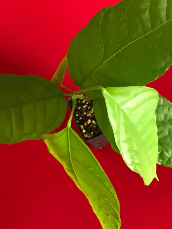Theobroma Cacao Live Plant - Trinitario Red Pod Cocoa Tree, 8-12 inch Starter - Image 5