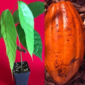Theobroma Cacao Live Plant - Trinitario Red Pod Cocoa Tree, 8-12 inch Starter - Image 1