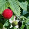 Thimbleberry Raspberry Live Plant for Planting - 6 to 12 Inch Tall Bush - Image 1