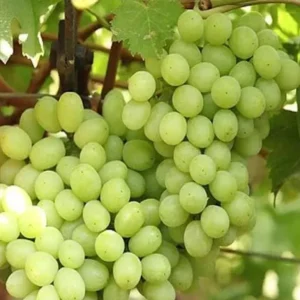 Thompson Seedless Grape Cuttings - 6 Healthy Cuttings, 8-10