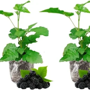 Thornless Arapaho Blackberry Bush Live Plant, 4-8 Inch, Set of 2, Outdoor Fruit - Image 1