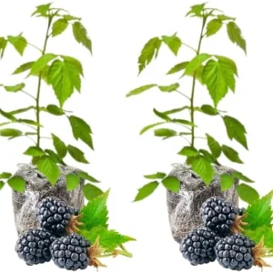 Thornless Arapaho Blackberry Bush Live Plant, 4-8 Inch, Set of 2, Outdoor Fruit - Image 2