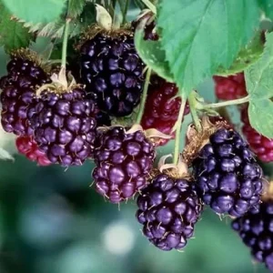 Thornless Boysenberry Plant Live Bush – 5-9 Inch Tall Starter Plant Outdoor - Image 2