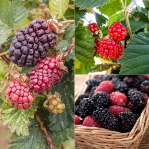 Thornless Boysenberry Plants Live - Set of 2, 4-6 Inches Tall, Outdoor - Image 2