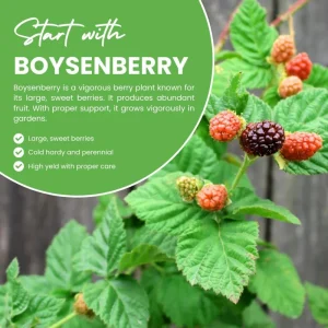 Thornless Boysenberry Plants Live - Set of 2, 4-6 Inches Tall, Outdoor - Image 6