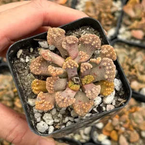 Titanopsis calcarea Live Succulent Plant Concrete Leaf Jewel Plant 2 inch Pot - Image 2