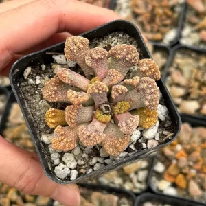Titanopsis calcarea Live Succulent Plant Concrete Leaf Jewel Plant 2 inch Pot - Image 3