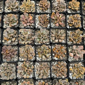 Titanopsis calcarea Live Succulent Plant Concrete Leaf Jewel Plant 2 inch Pot - Image 4