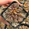 Titanopsis calcarea Live Succulent Plant Concrete Leaf Jewel Plant 2 inch Pot - Image 1