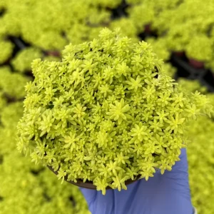 Tokyo Sun Stonecrop Live Plant - Sedum Japonicum, Yellow Succulent, Ground Cover - Image 2