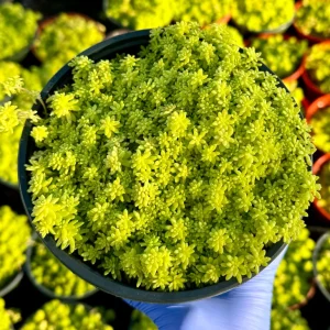 Tokyo Sun Stonecrop Live Plant - Sedum Japonicum, Yellow Succulent, Ground Cover - Image 3