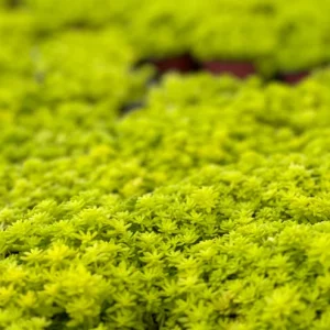 Tokyo Sun Stonecrop Live Plant - Sedum Japonicum, Yellow Succulent, Ground Cover - Image 4