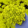 Tokyo Sun Stonecrop Live Plant - Sedum Japonicum, Yellow Succulent, Ground Cover - Image 1