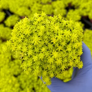 Tokyo Sun Stonecrop Live Plant - Sedum Japonicum, Yellow Succulent, Ground Cover - Image 1